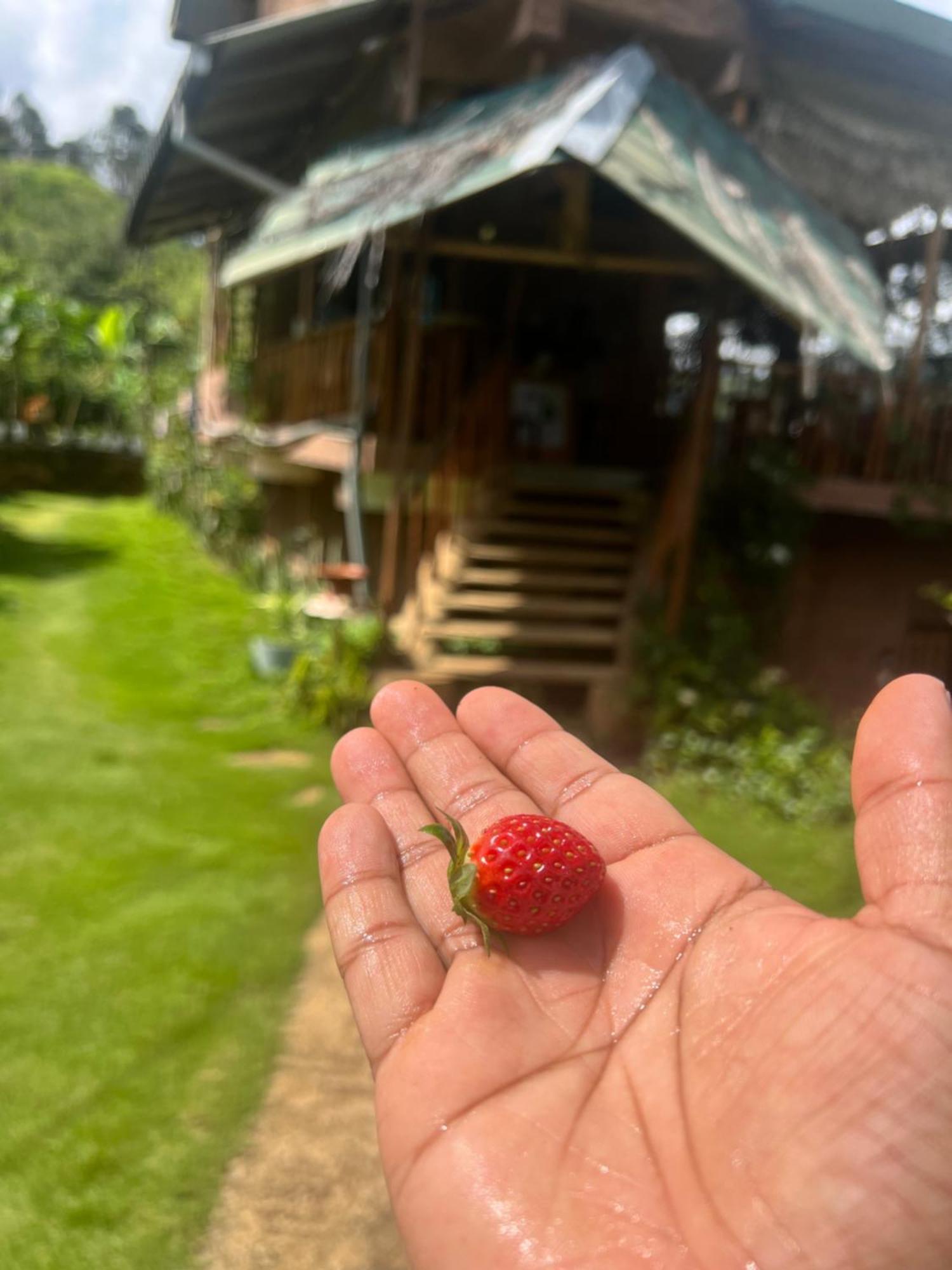 Ella Rock Grun Cottage Екстериор снимка